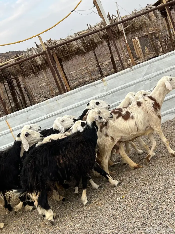 ضان حجريات صنف 32