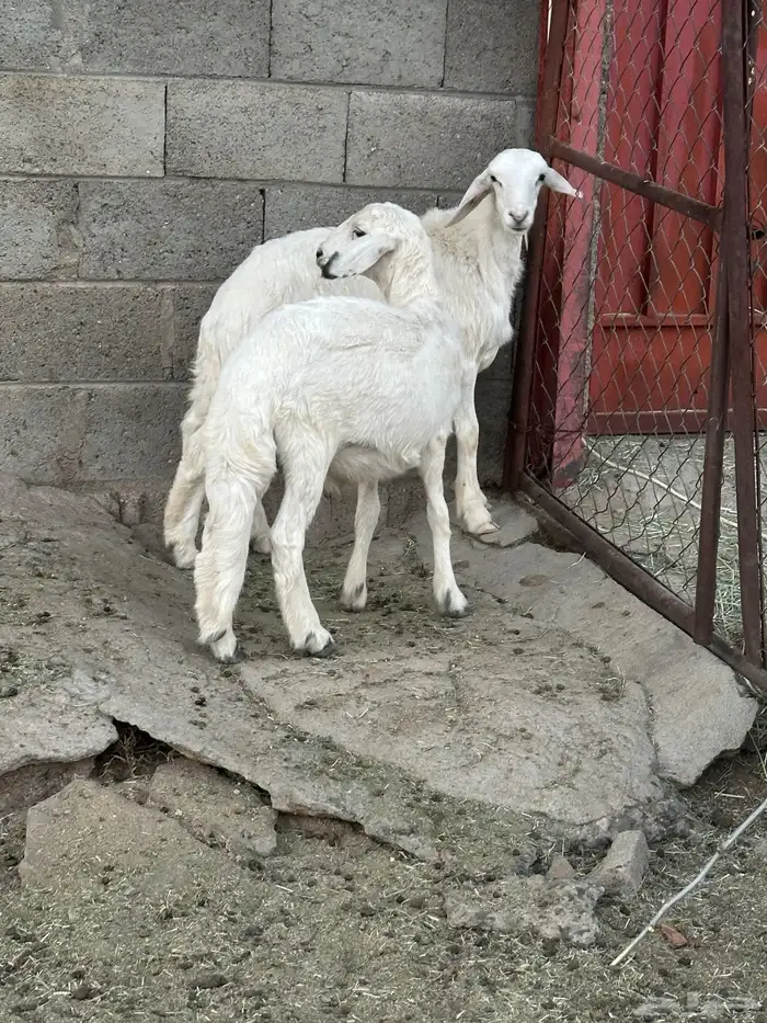 خروفين ذبايح 1