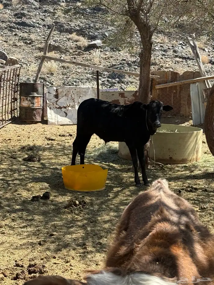 حسلان للبيع 4