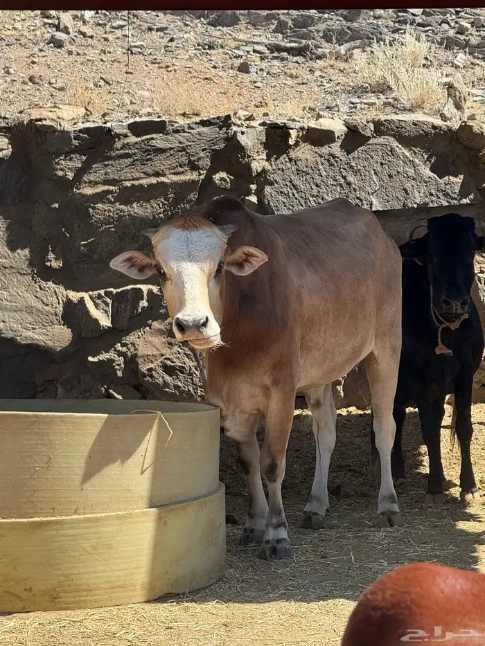 حسلان للبيع 8