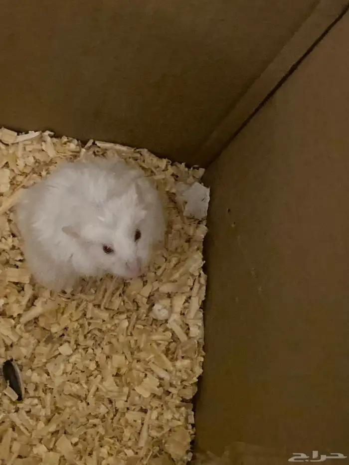 هامستر ذكر للبيع ب40 ريال الموقع تحت مستشفى الملك بالباحه 4