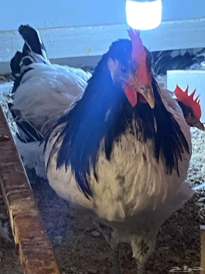 دواجن كلها ديوك زينه لافندر 13