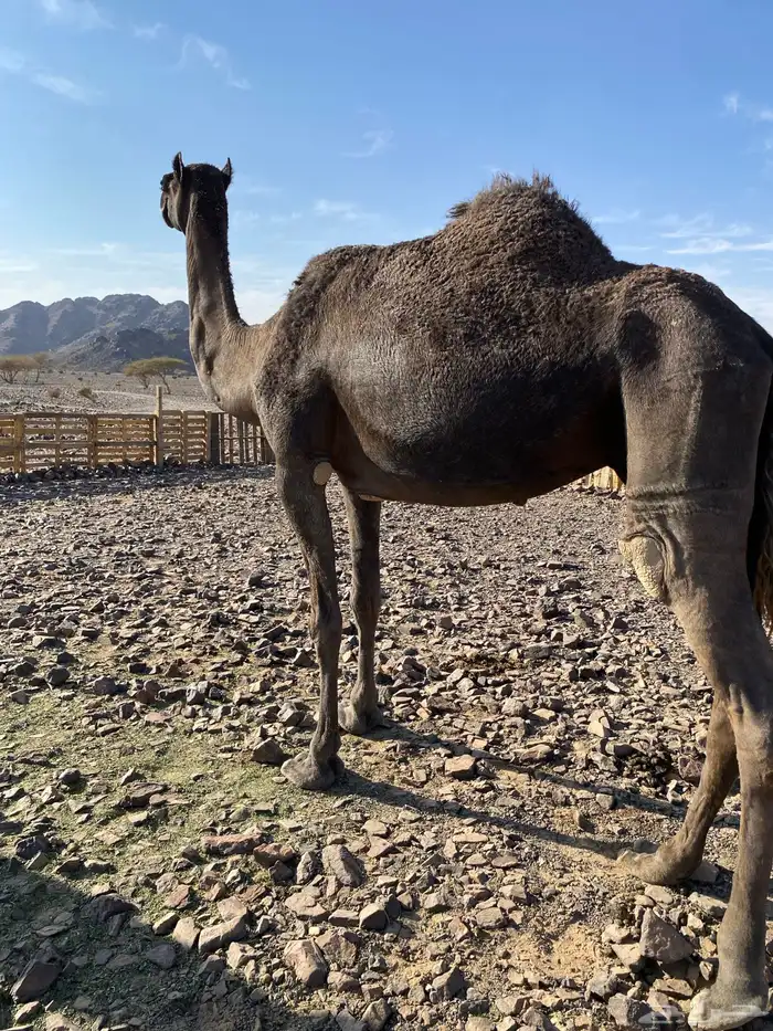 لقحه مجهم من فروع البل ناقة كفو ناقة انتاج الحد7500 3