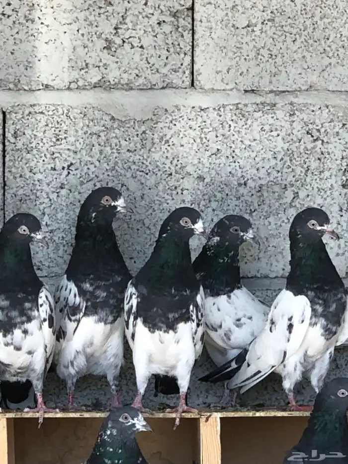 حمام باكستاني تيدي بيور 3