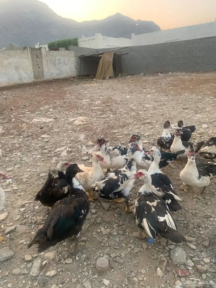 بط للبيع العدد 15 2