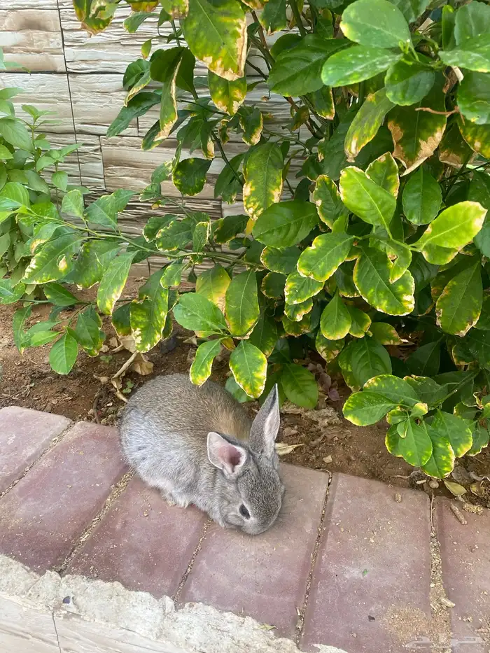 ارنبين للبيع 0