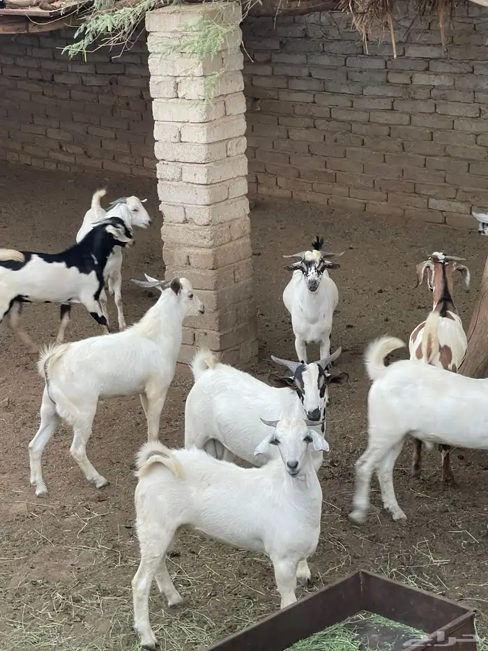 تيوس فل شحم ماشاء الله صحتها شرط 2