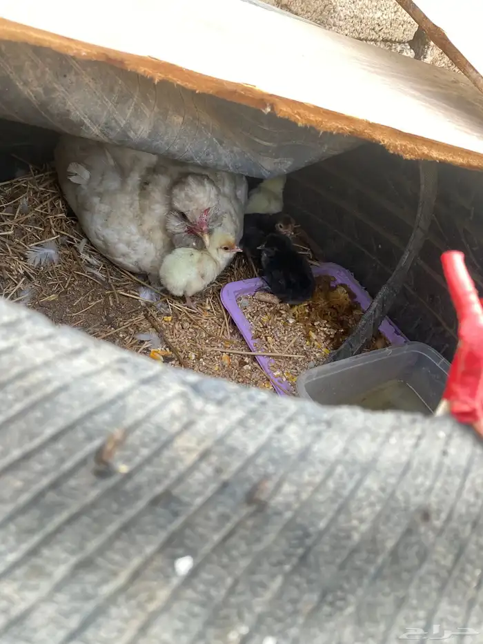 دجاج فارسي للبيع 13