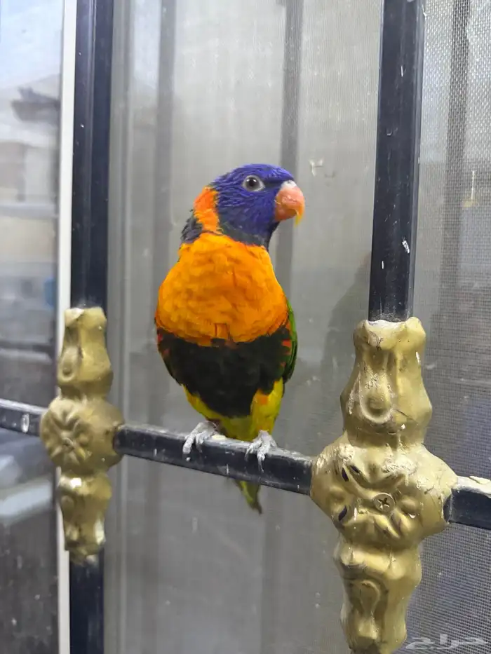 للبيع طير النوع لوري اليف ومتكلم يطلع على يد مزاجي 2