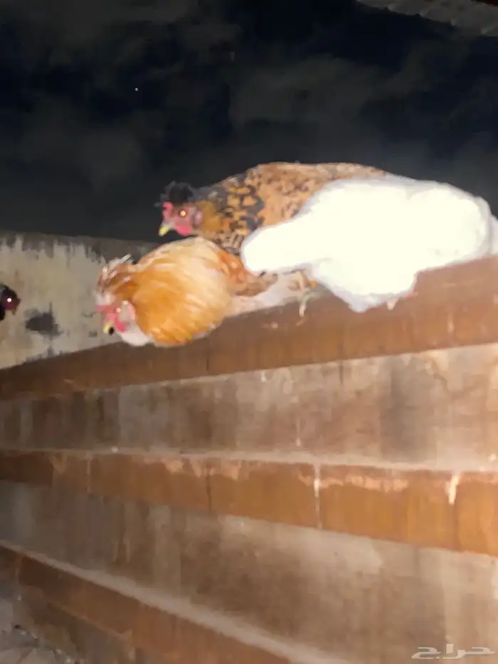 دجاج فارسي للبيع 22