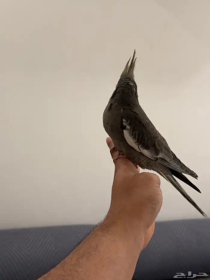 فروخ كروان بداية فطام اليفين جدا 22