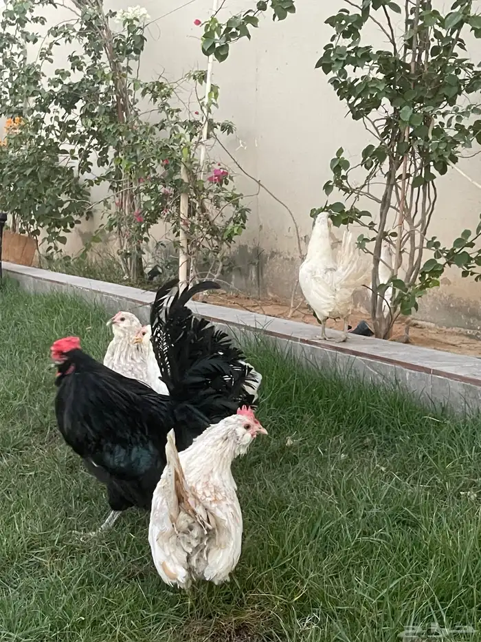 بيض دجاج زينة مخصب بإذن الله 6