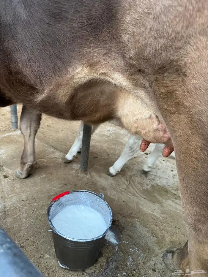 بقرة المانية للبيع 2