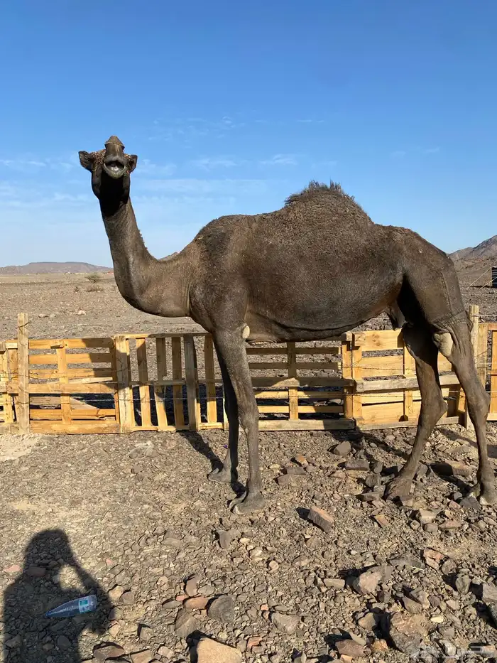 لقحه مجهم من فروع البل ناقة كفو ناقة انتاج الحد7500 1