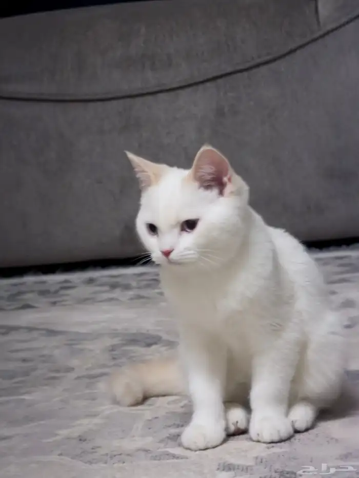 كتن سكوتش ستريت 0