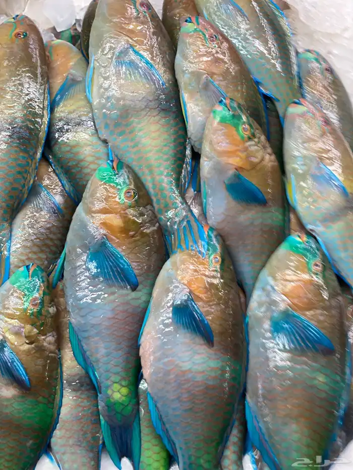 سمك اليوم طازج 3