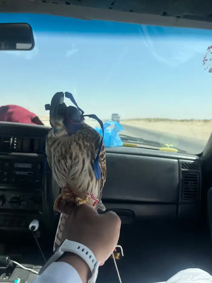 شبوط للبيع 5