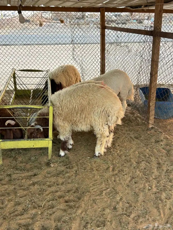 ذبايح حريات ونعيم ونجد 1