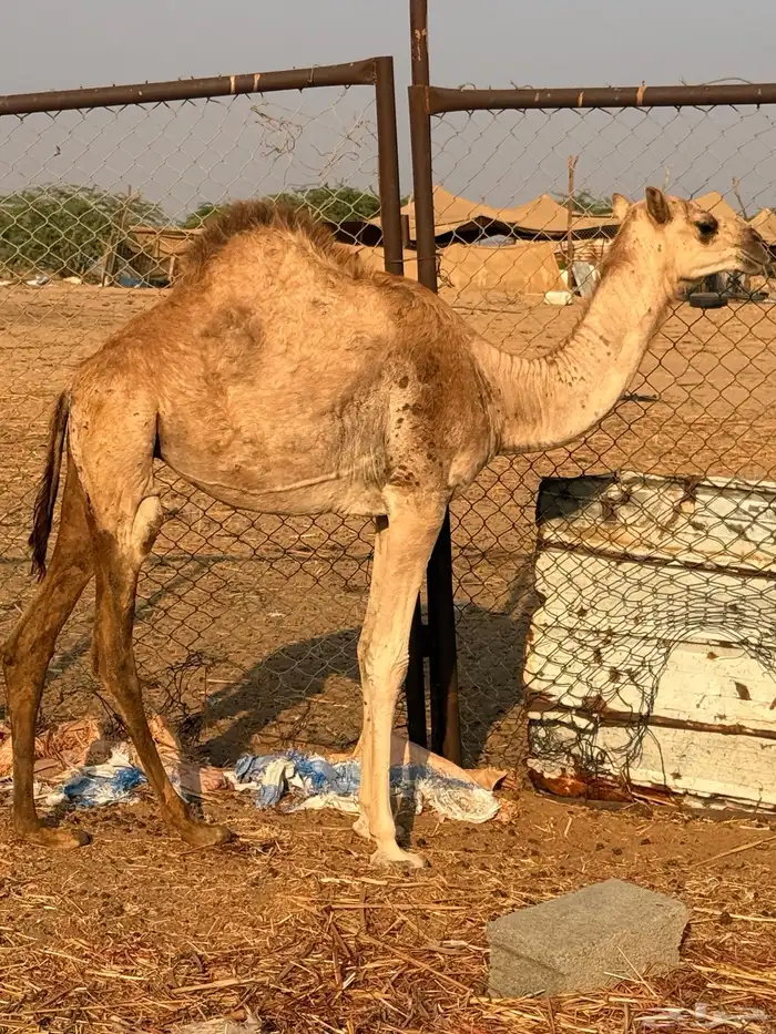 يكره ارك عمرها 6شهور 4