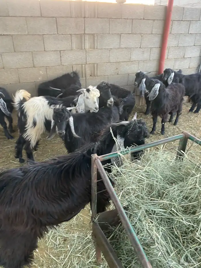 تيوس مخاصي للبيع 1