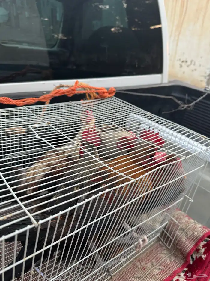 ماشاءالله أديك لبيع 40 35 و30 5