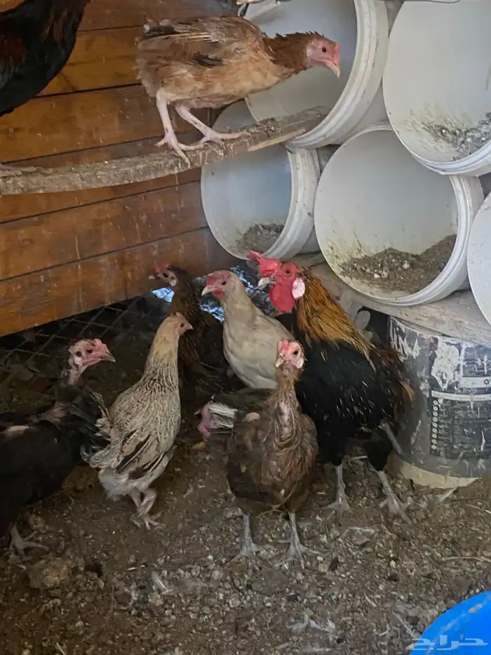 دجاج بلدي بياض 5