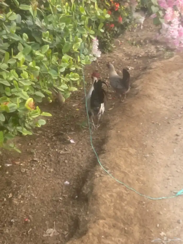 دجاج فيومي للبيع 0