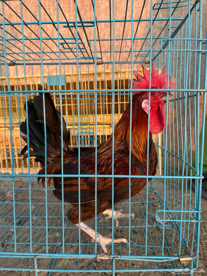 ديوك ترثه فرقى مستوى تب 24