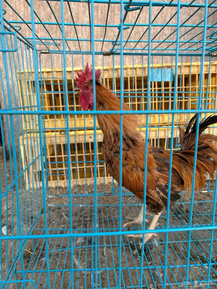 ديوك ترثه فرقى مستوى تب 13