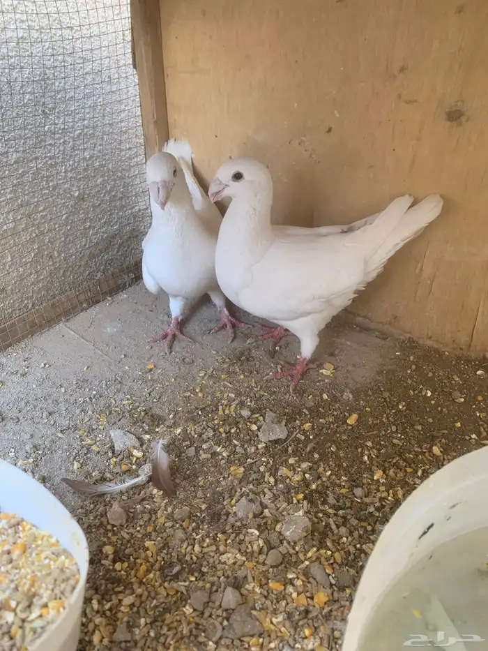 حمام هومر الموقع الدوادمي 0