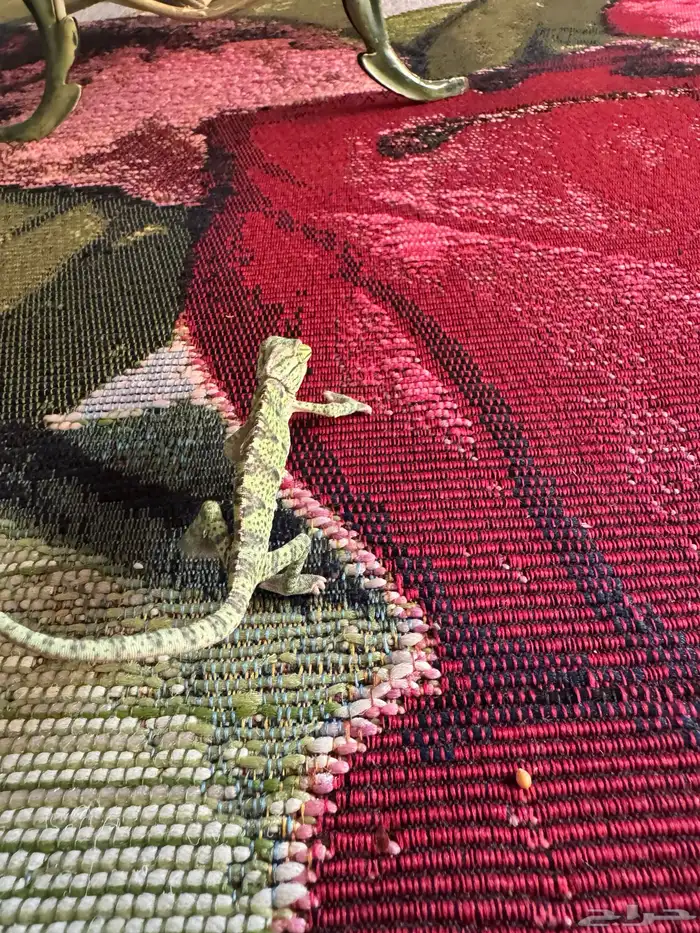 2 chameleons 11