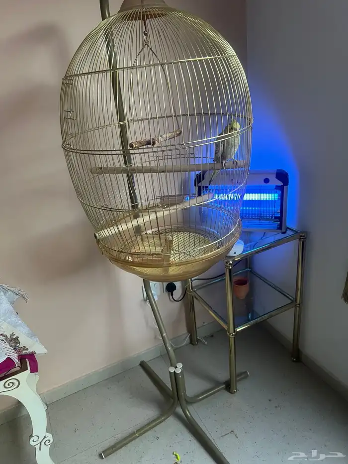 كروان اليف 3