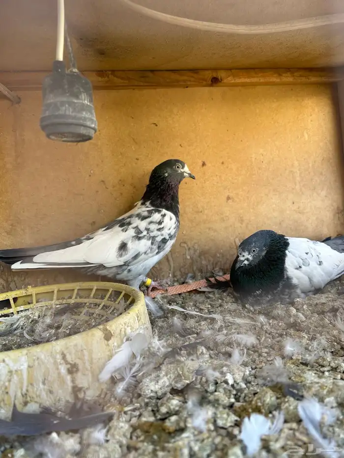 حمام بكستاني 10