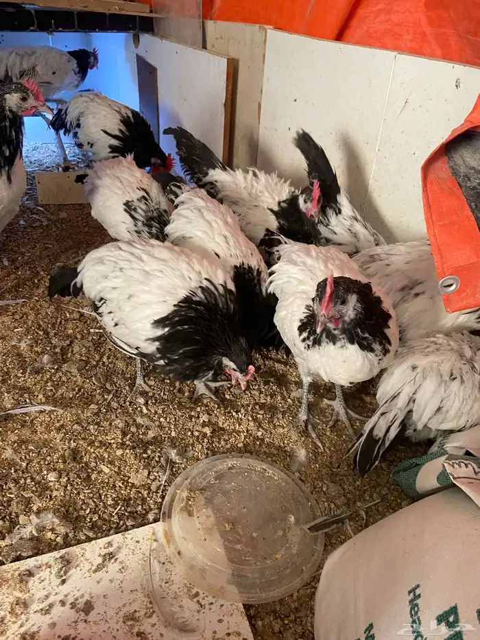 دواجن كلها ديوك زينه لافندر 4