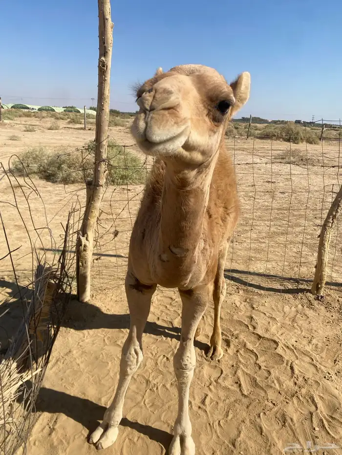 خلفه حمراء ساحليه 9