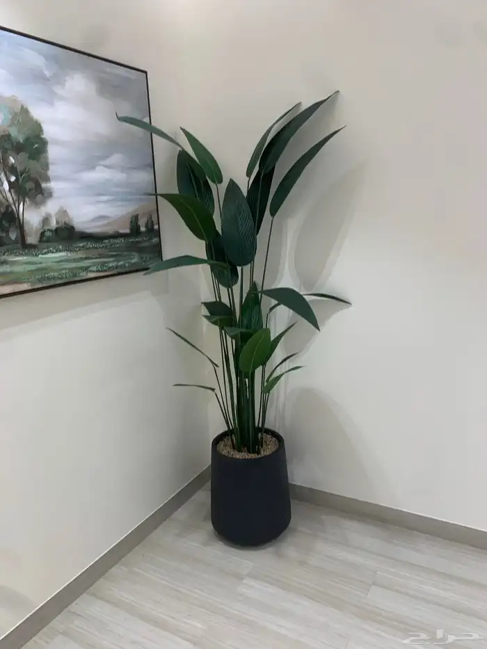 اشجار جهنمية وزيتون 10