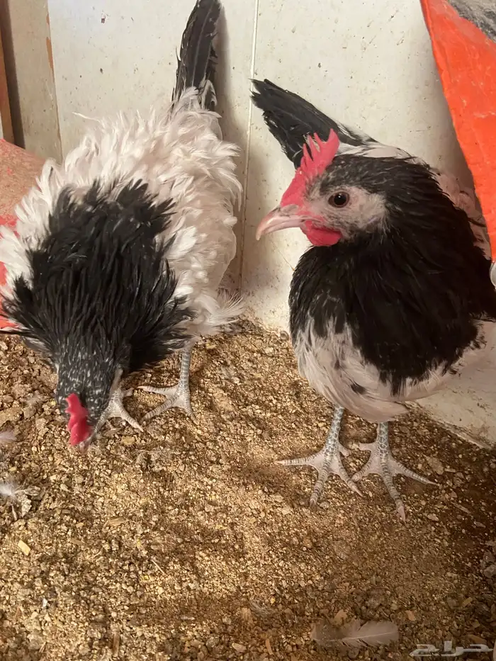 دواجن كلها ديوك زينه لافندر 11