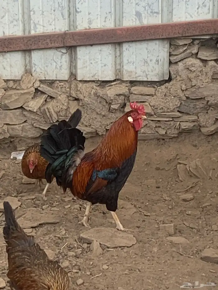 ديك عربي افرق ترثه 5