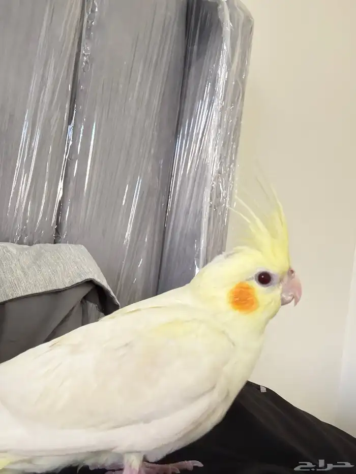 طير كروان مفقود 0