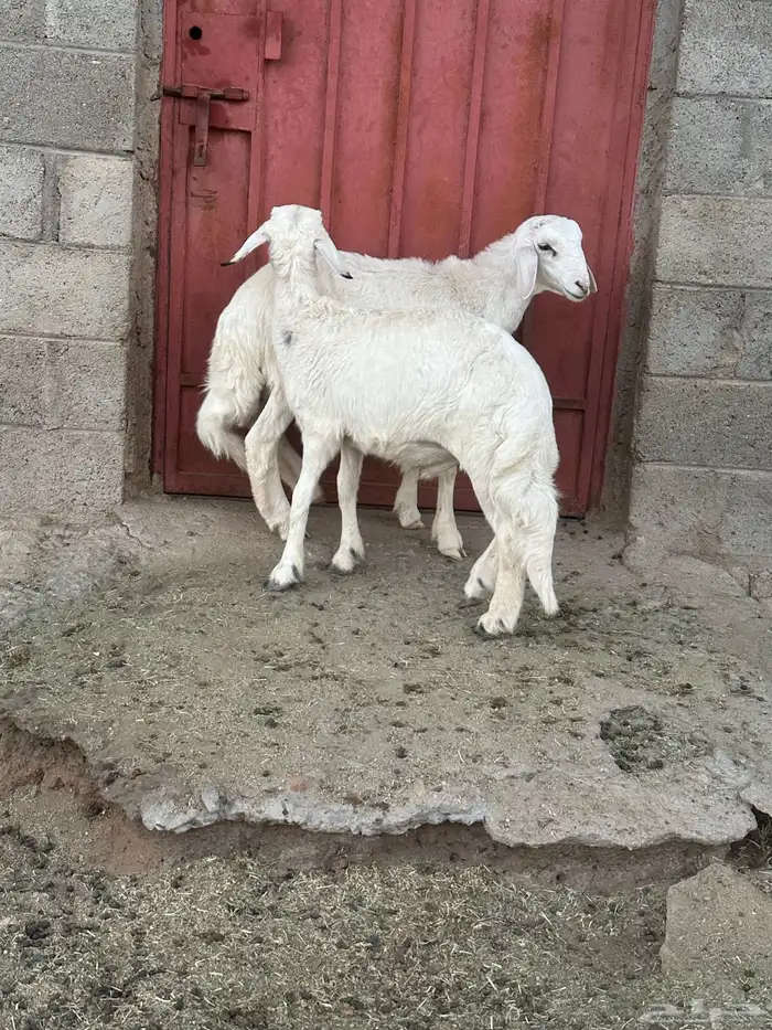 خروفين ذبايح 4