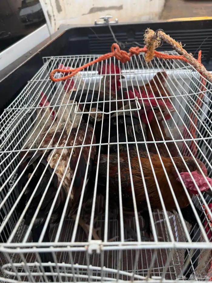 ماشاءالله أديك لبيع 40 35 و30 7