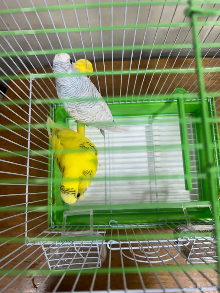 عصافير الحب للبيع 1