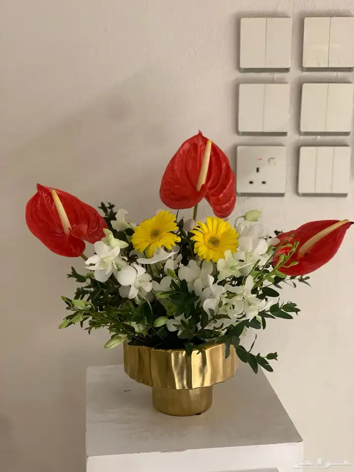 اشجار جهنمية وزيتون 12