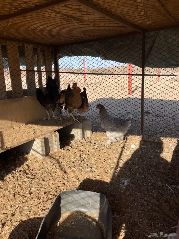 دجاج بلدي وبراهما 3