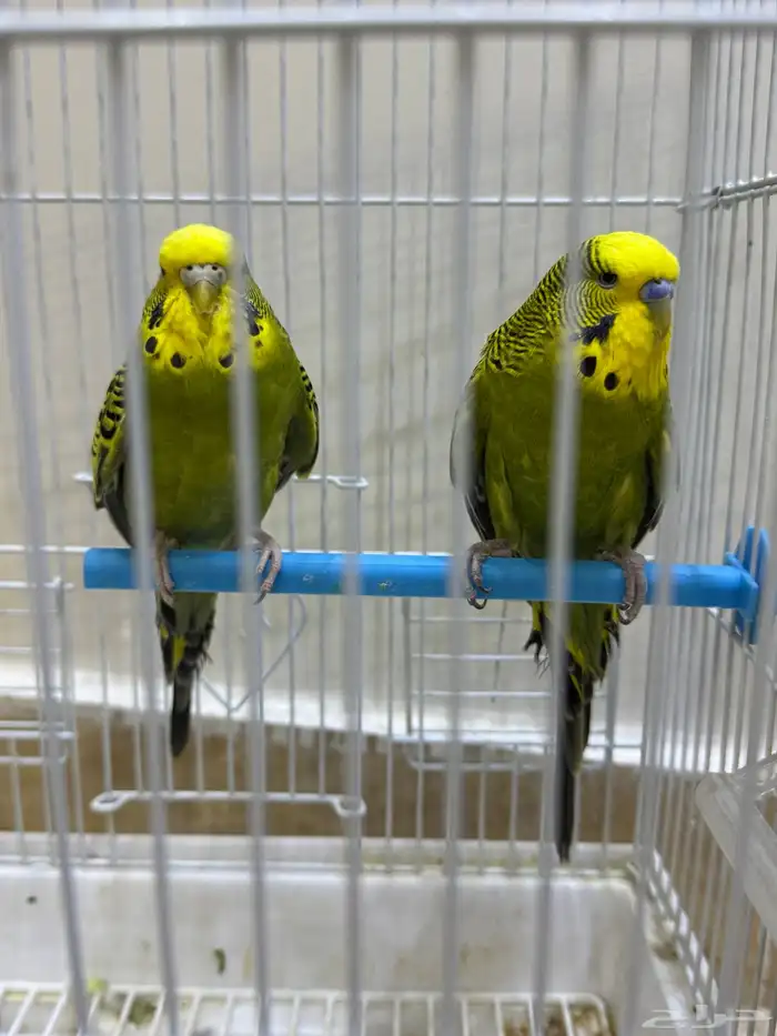 عصافير بادجي للبيع 3