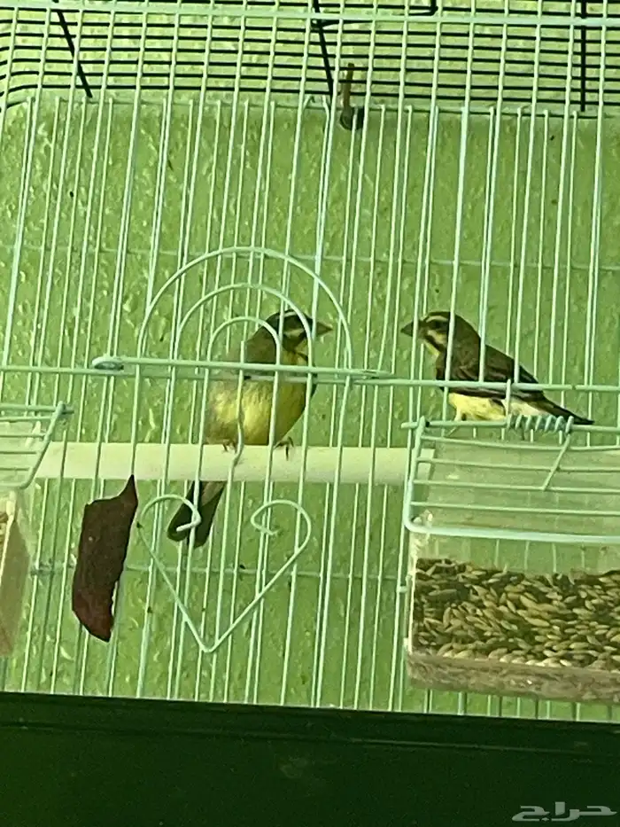 للبيع جوز ياسمين خضر حجم ونظافة والذكر تغريد 2