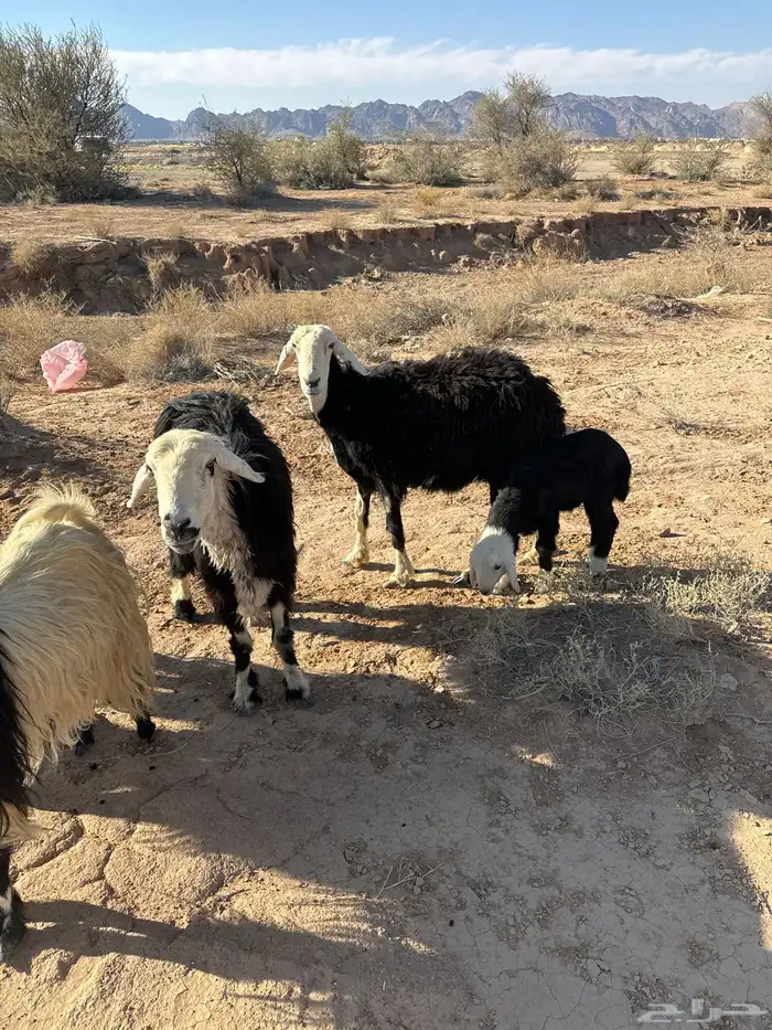 عنم نجد 2 وحده ولد تحتها خروف وحده مضرع 1