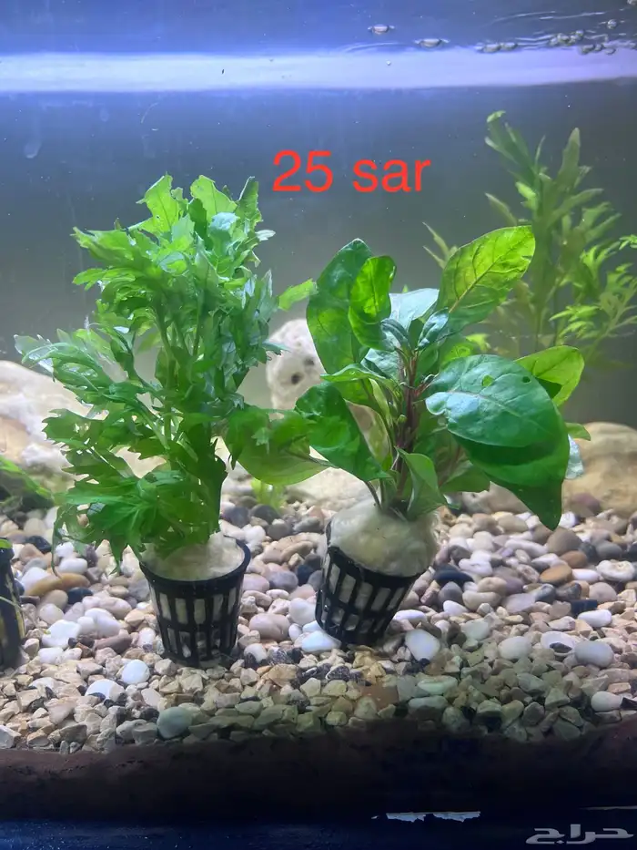 Aquarium plants 3