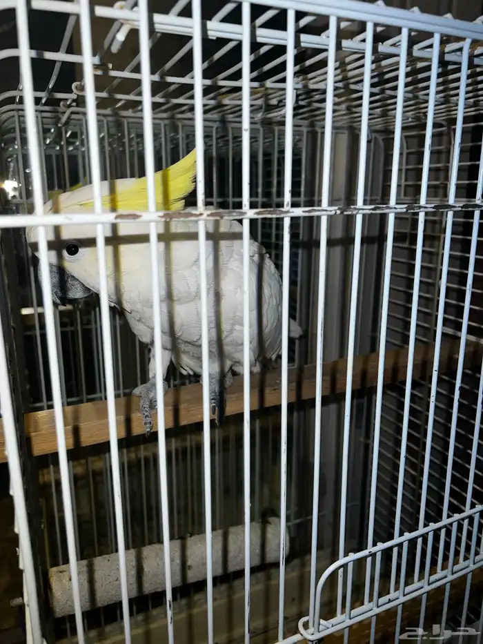 ببغاء كوكاتو للبيع 1