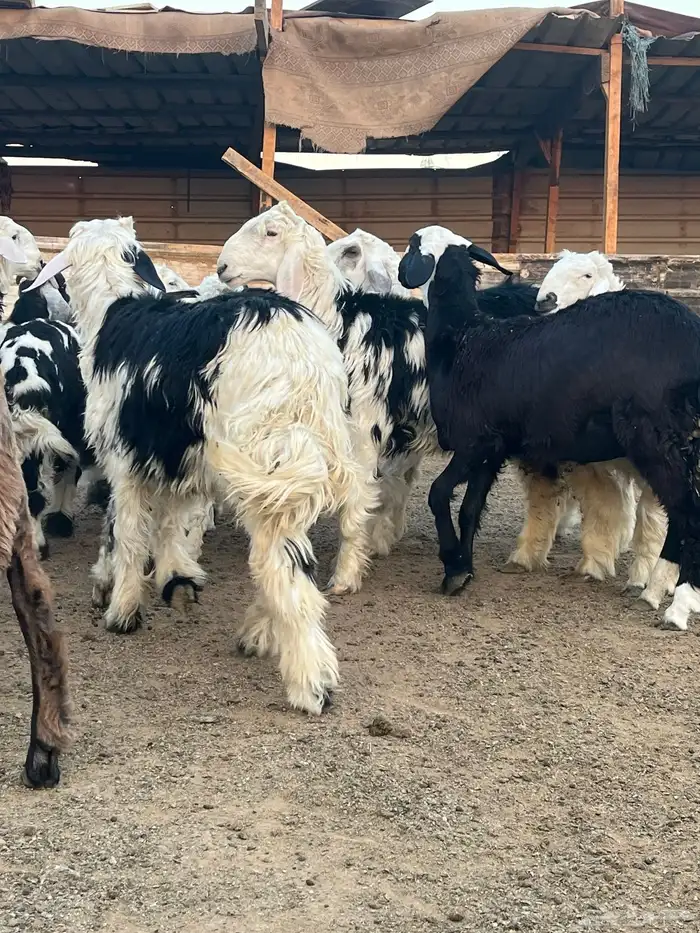 ذبايح خرفان حريات جبره 2